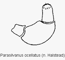 parasilvanus_ocellatus_ts.gif