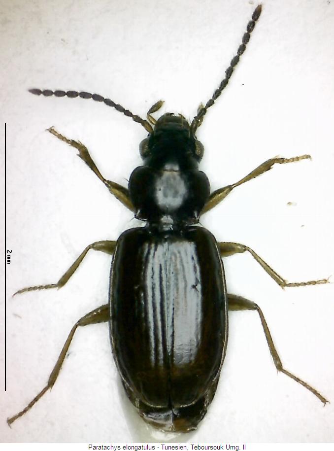 paratachys_elongatulus_hab.jpg