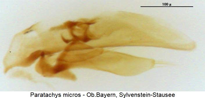paratachys_micros.jpg