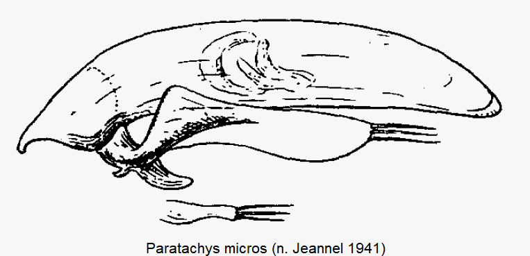 paratachys_micros_fdf.gif