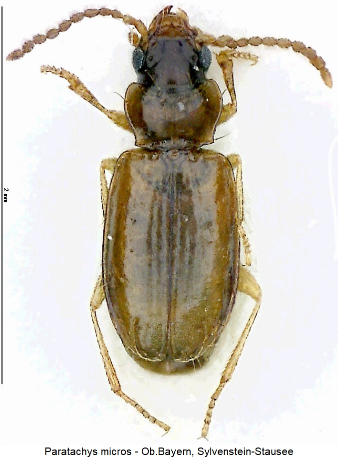 paratachys_micros_hab.jpg