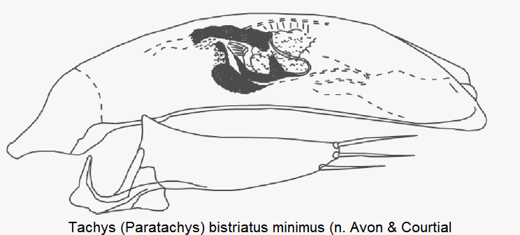 paratachys_minimus.gif