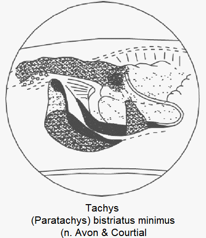 paratachys_minimus_pc.gif