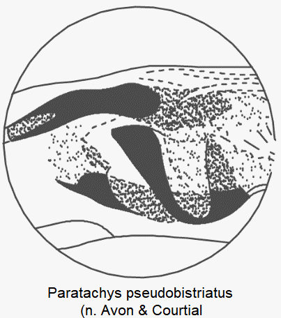 paratachys_pseudobistriatus_pc.gif