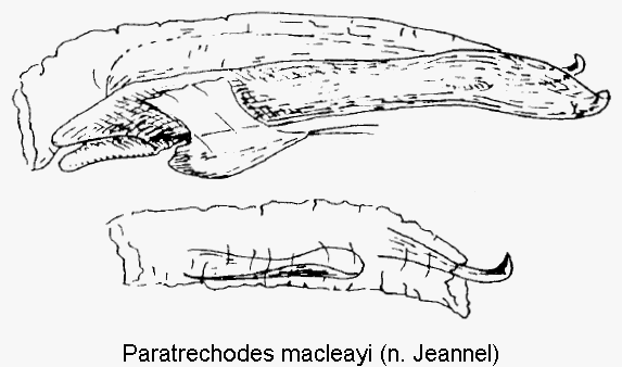 paratrechodes_macleayi.gif