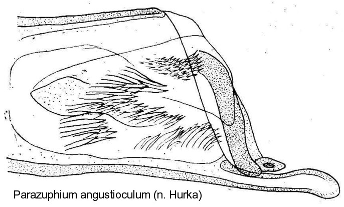 parazuphium_angustioculum_aed.jpg