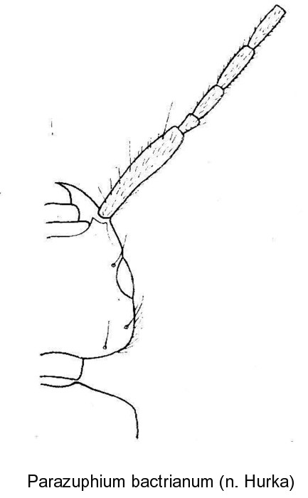 parazuphium_bactrianum_kopf.jpg