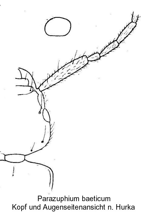 parazuphium_baeticum_kopf.jpg