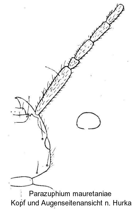 parazuphium_mauritaniae_kopf.jpg