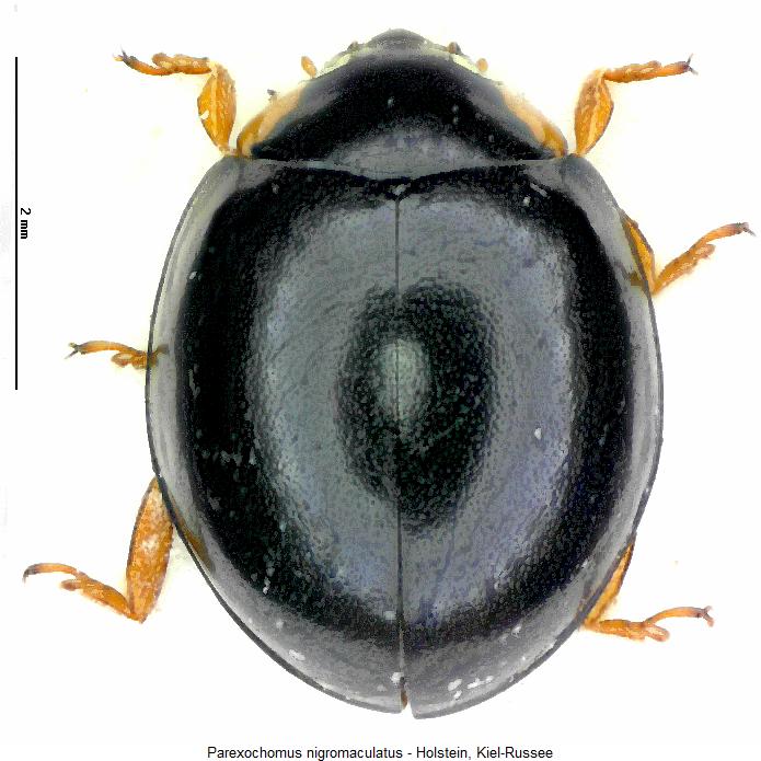 parexochomus_nigromaculatus_hab.jpg