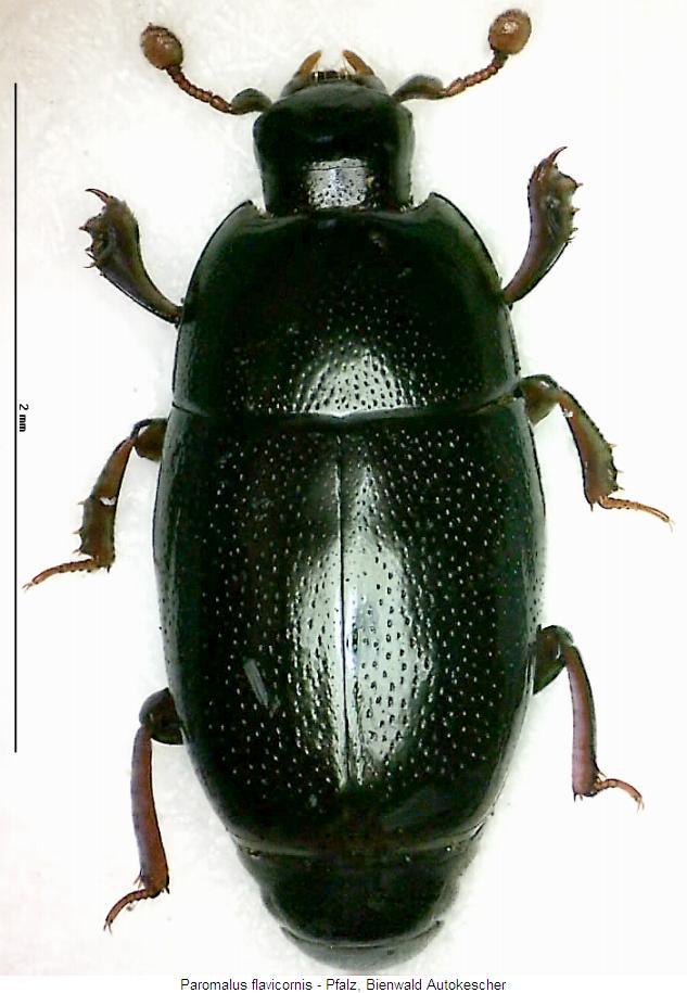 paromalus_flavicornis_hab.jpg