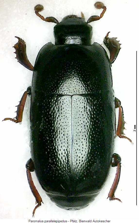 paromalus_parallelepipedus_hab.jpg