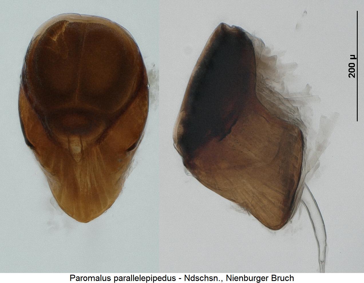 paromalus_parallelepipedus_pm.jpg