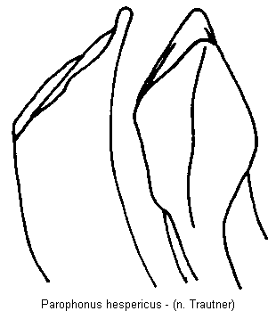 parophonus_hespericus.gif