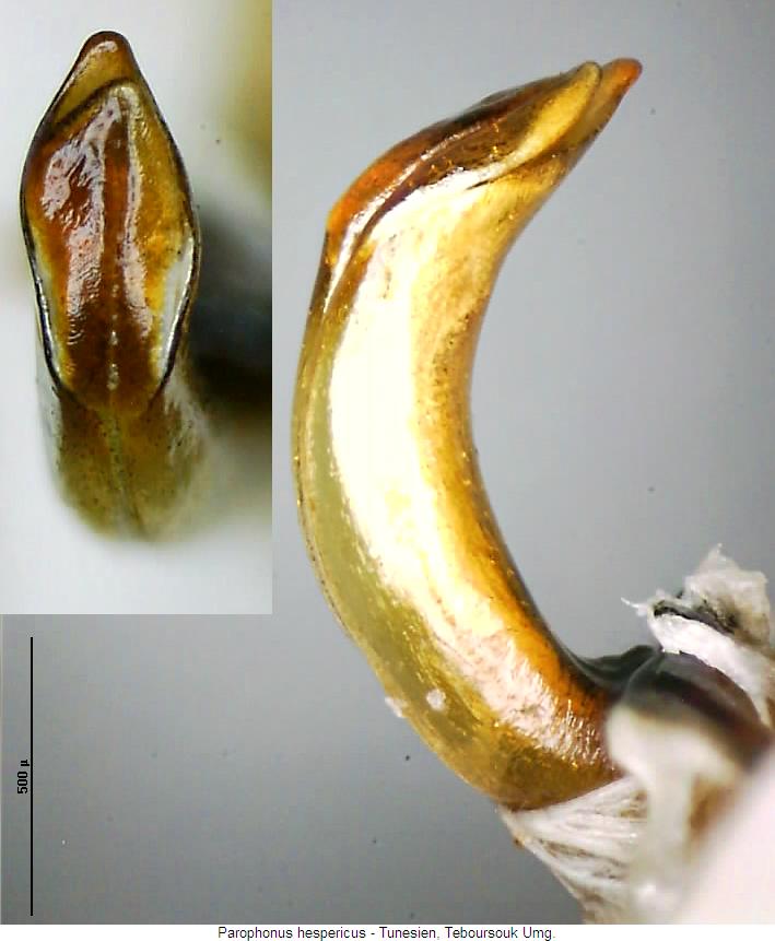parophonus_hespericus.jpg