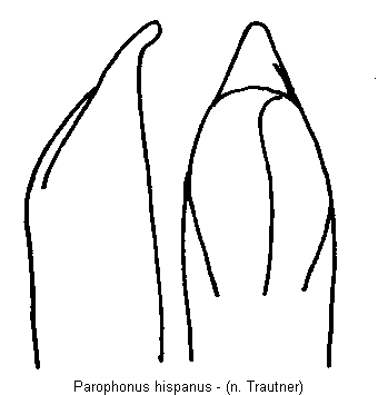 parophonus_hispanus.gif