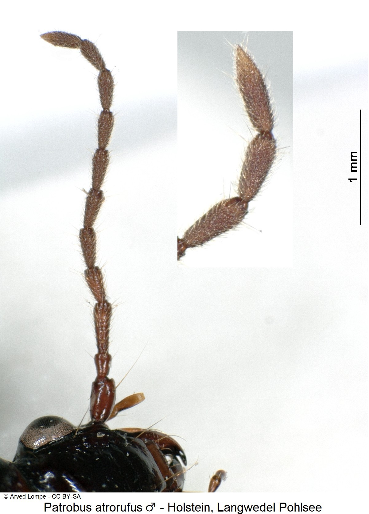 patrobus_atrorufus_m_ck1076_f.jpg