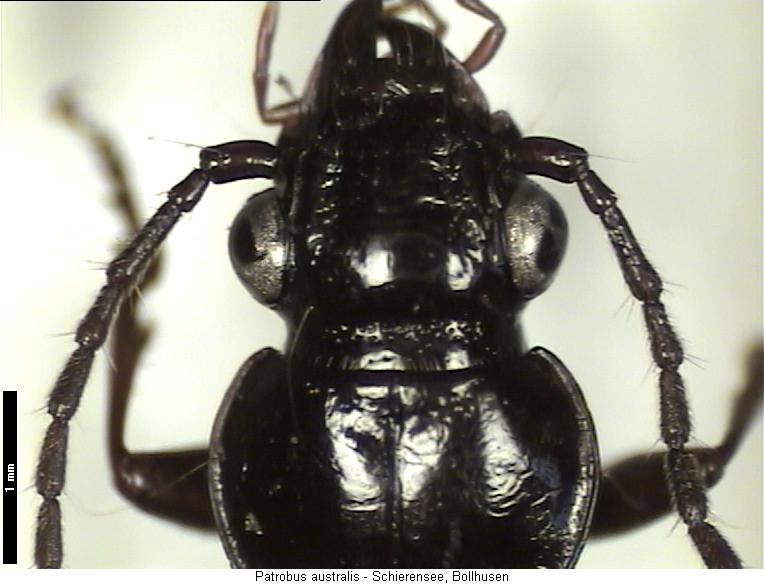 patrobus_australis_k.jpg