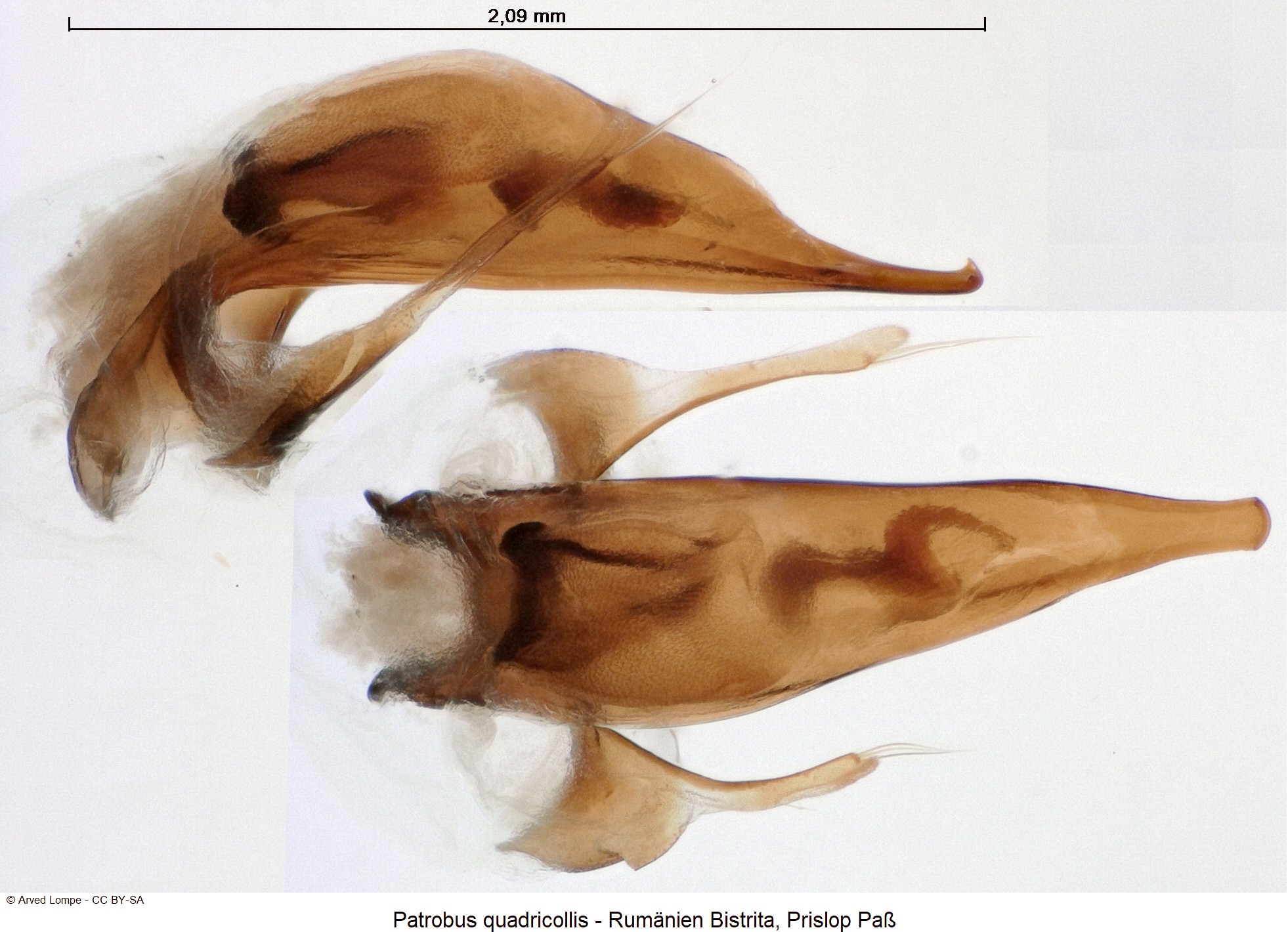 patrobus_quadricollis_ck24674.jpg