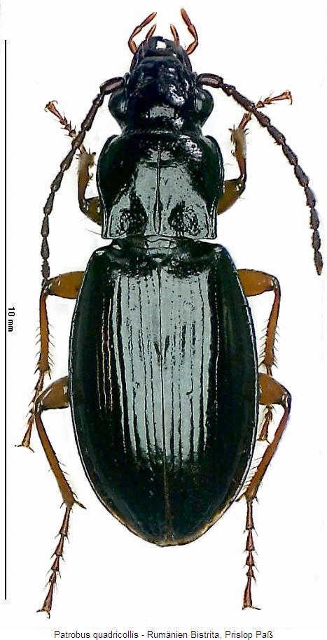 patrobus_quadricollis_hab.jpg