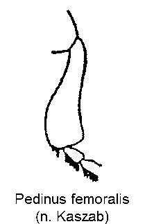 pedinus_femoralis_mschn.gif