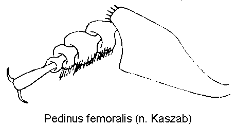 pedinus_femoralis_vb.gif