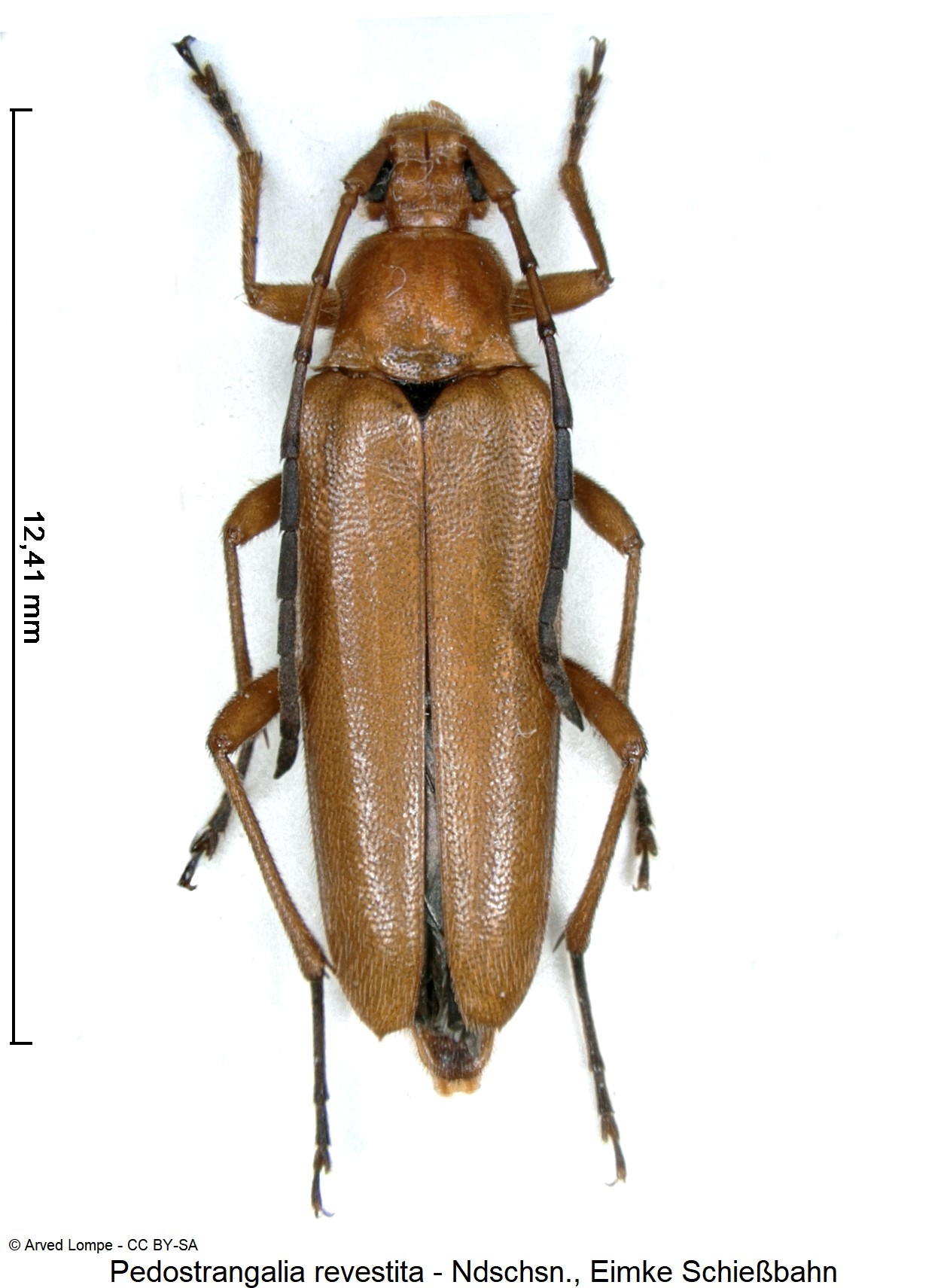 pedostrangalia_revestita_ck10992_hab.jpg