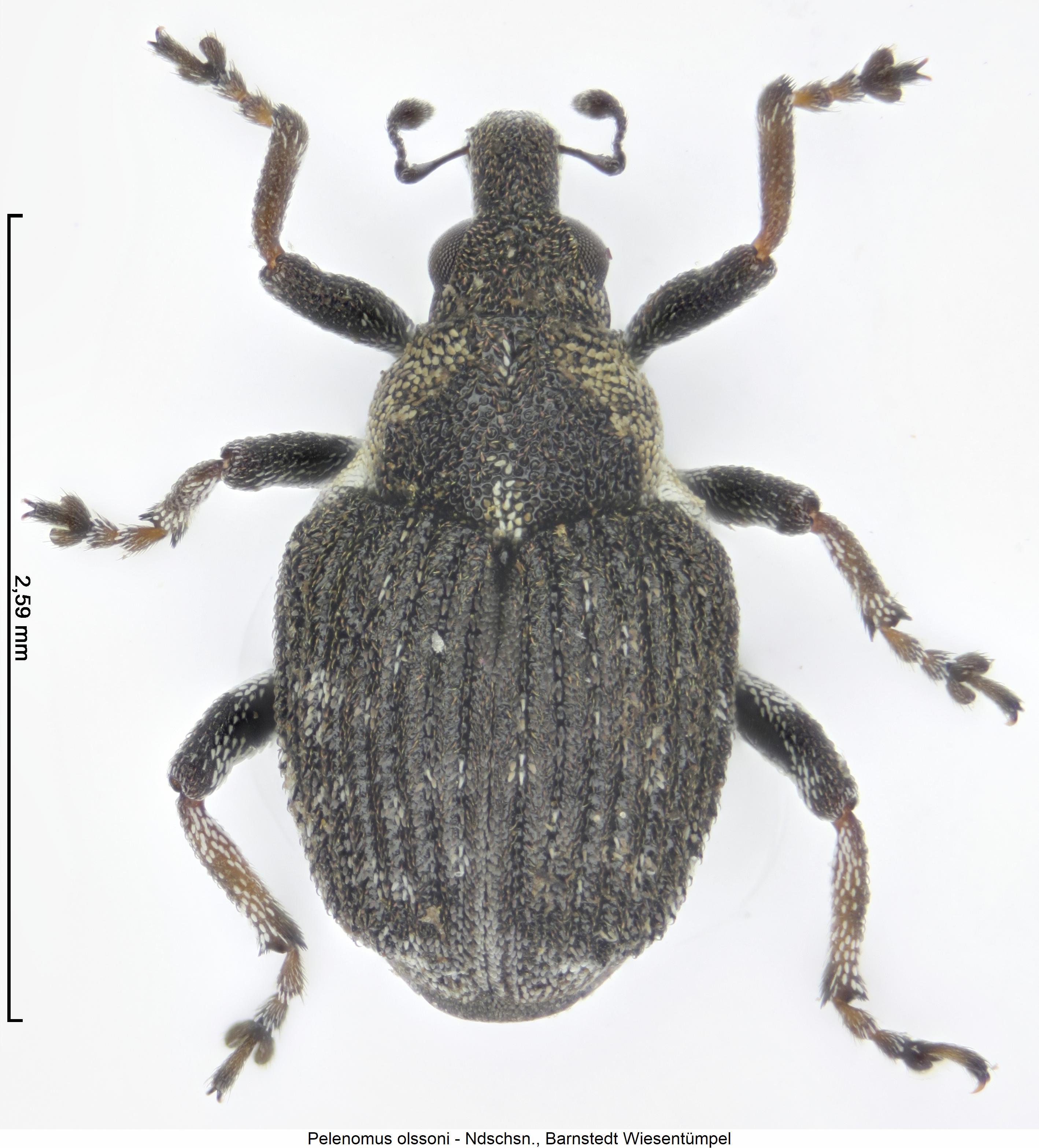 pelenomus_olssoni_hab1.jpg