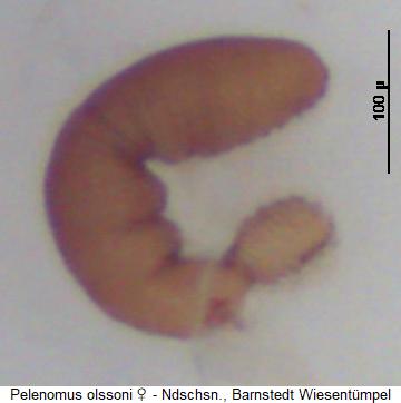 pelenomus_olssoni_sperm.jpg