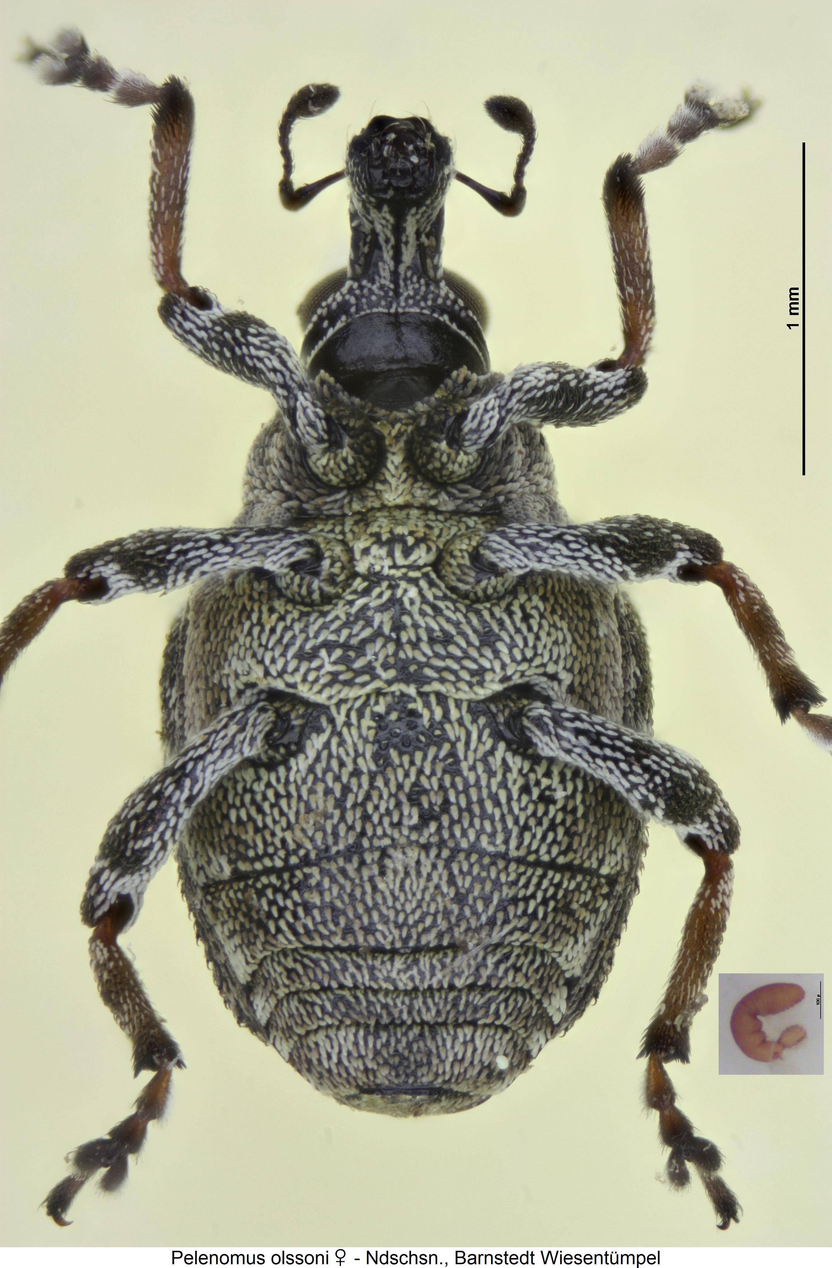 pelenomus_olssoni_us.jpg