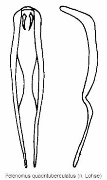 pelenomus_quadrituberculatus.gif