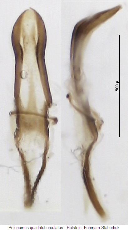 pelenomus_quadrituberculatus.jpg