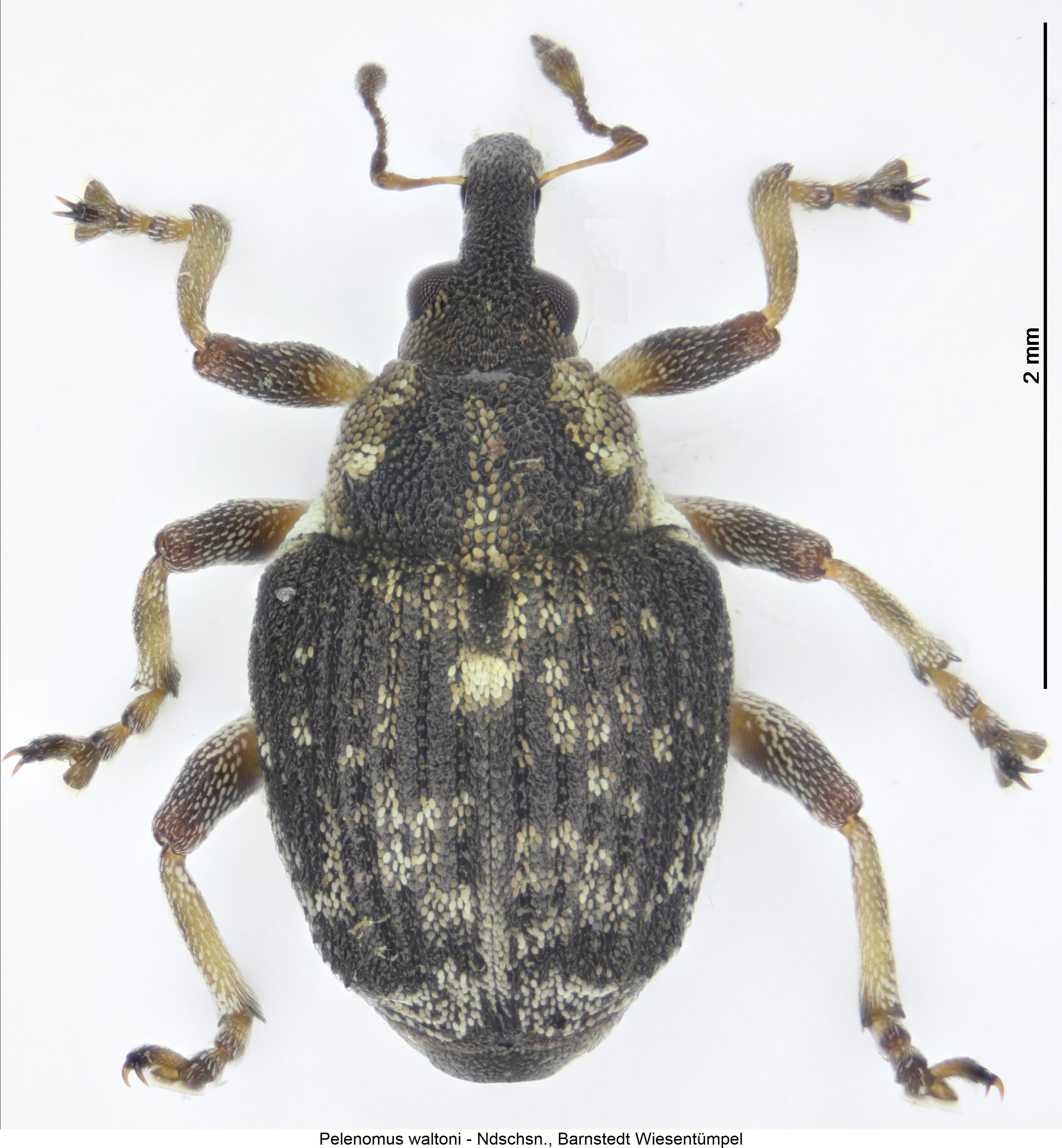 pelenomus_waltoni_hab1.jpg