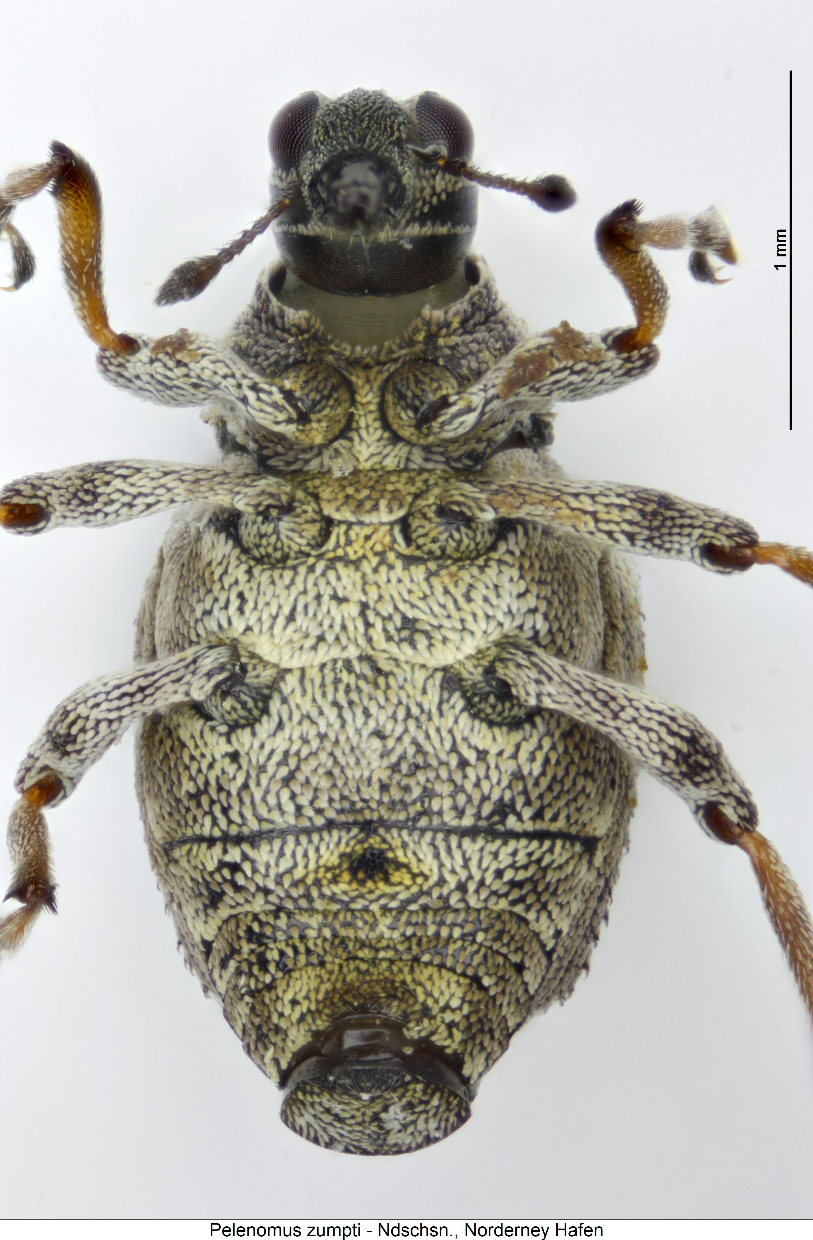 pelenomus_zumpti_us.jpg