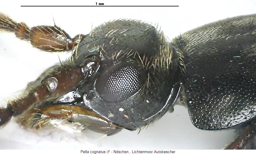 pella_cognatus_k.jpg