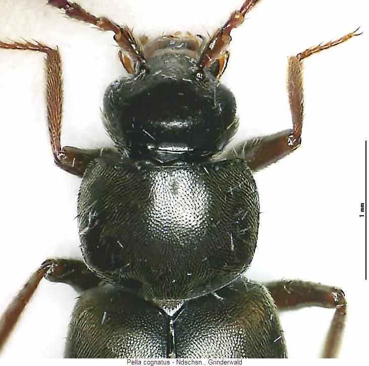 pella_cognatus_vk.jpg