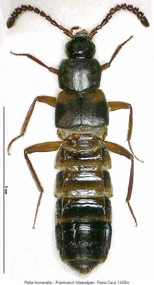 pella_humeralis_hab.jpg
