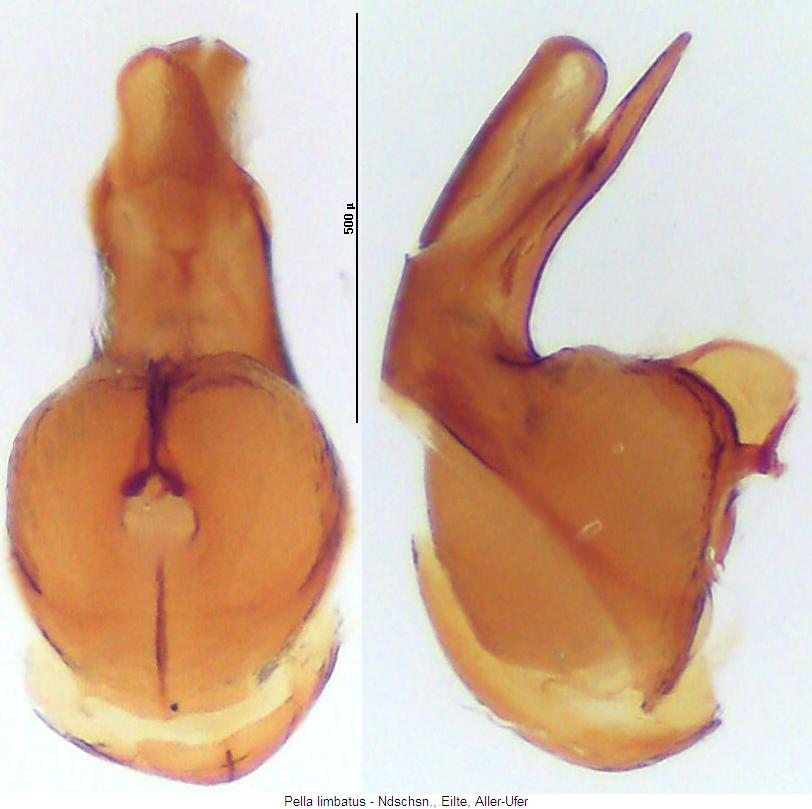 pella_limbatus.jpg