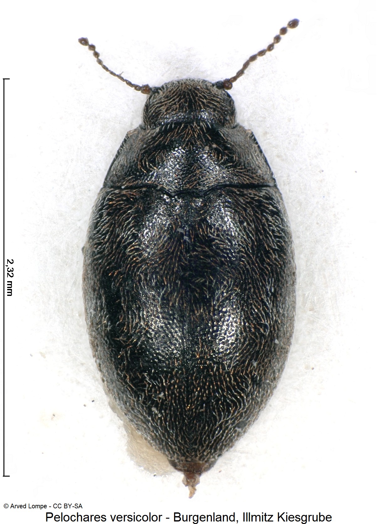 pelochares_versicolor_ck7711_hab.jpg