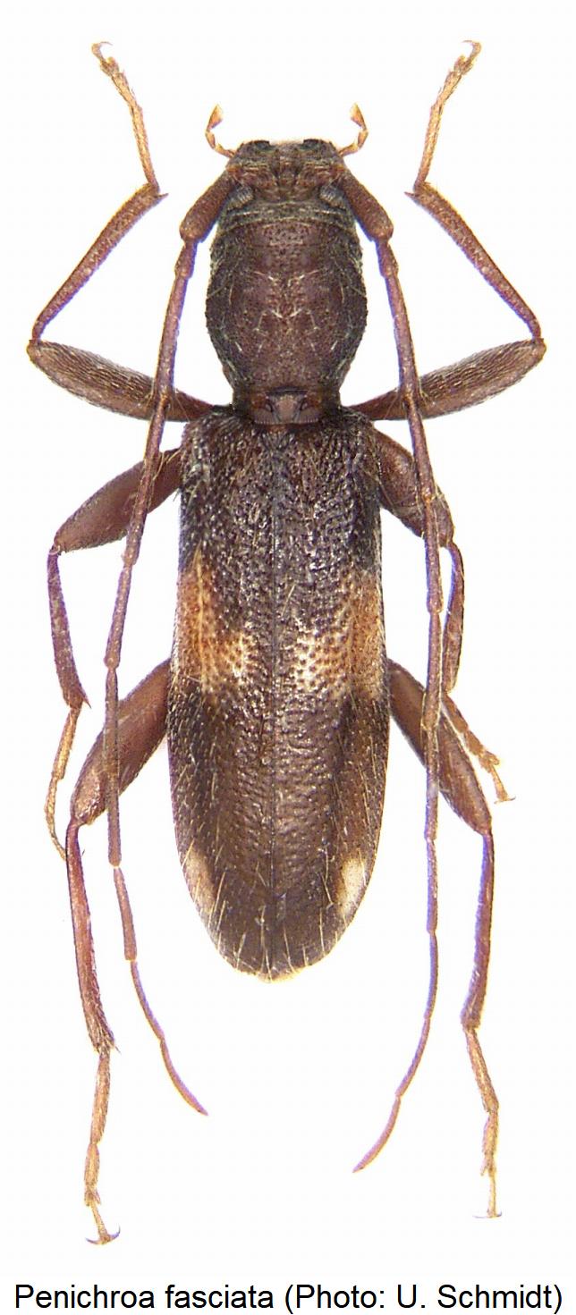 penichroa_fasciata_hab.jpg