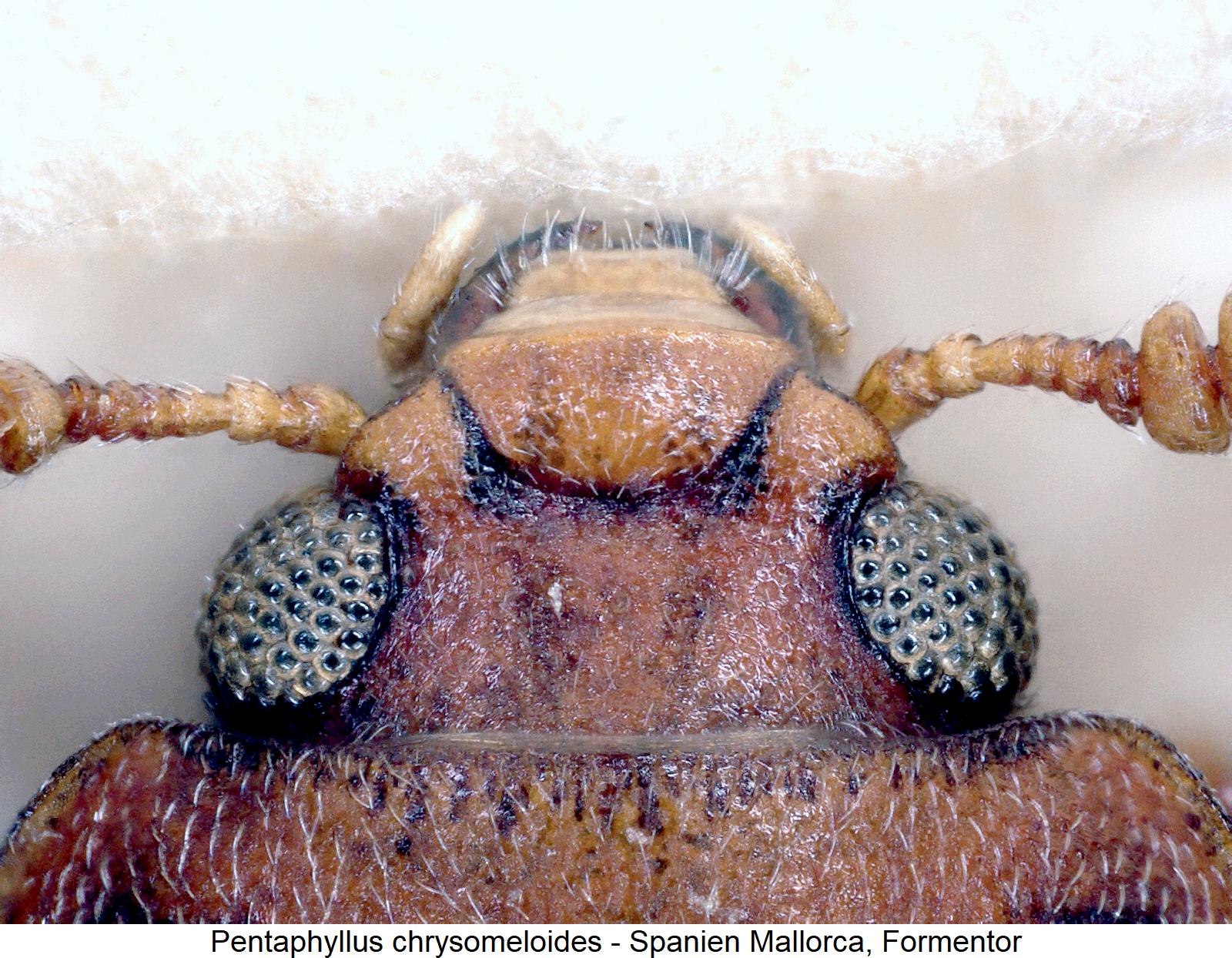 pentaphyllus_chrysomeloides_k.jpg