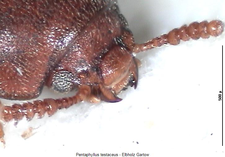 pentaphyllus_testaceus_k.jpg