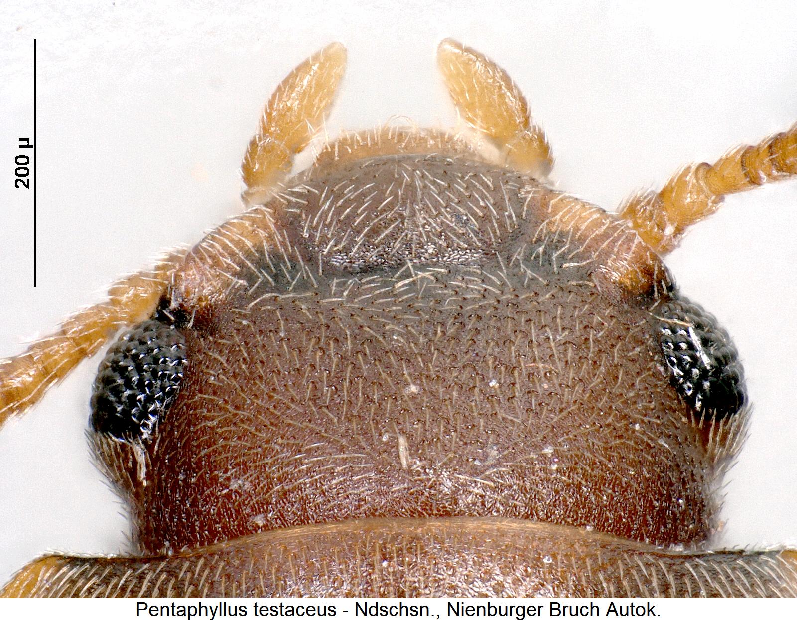 pentaphyllus_testaceus_k1.jpg