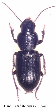 penthus_tenebrioides_hab.jpg