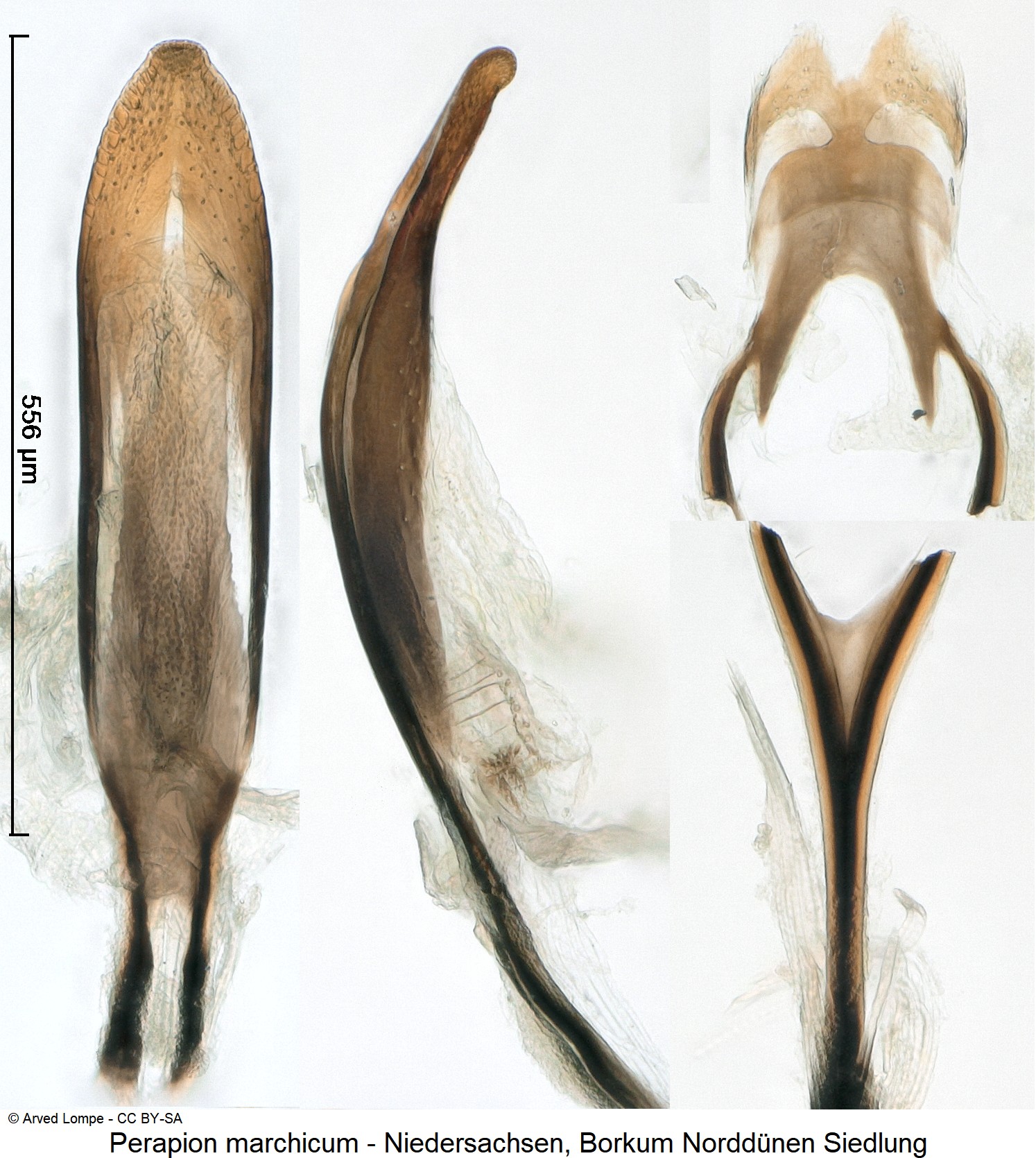 perapion_marchicum_ck33146827.jpg