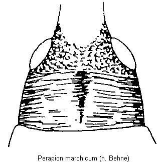 perapion_marchicum_us.gif