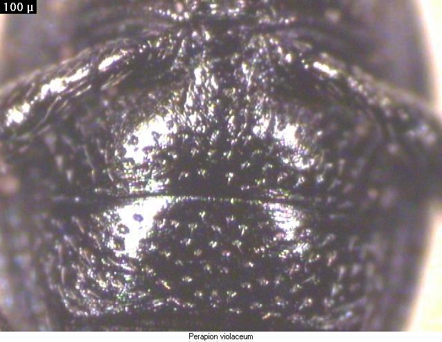 perapion_violaceum_us2.jpg