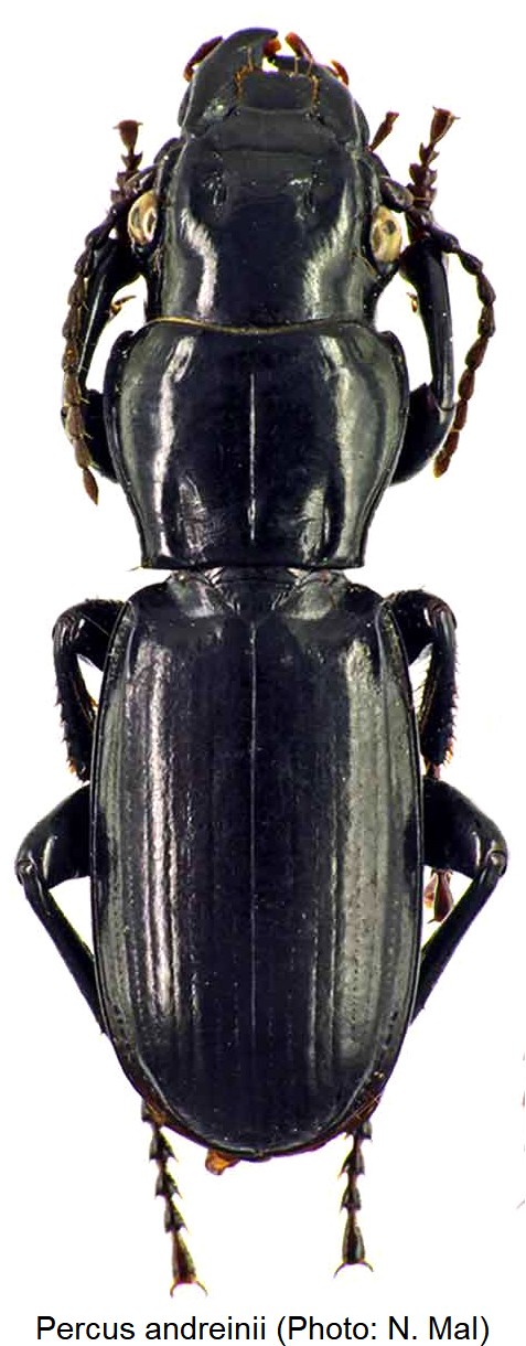 percus_andreinii_hab.jpg