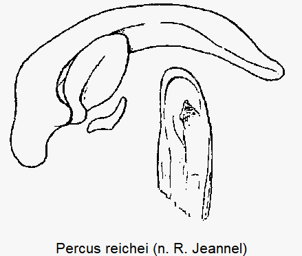 percus_reichei.gif