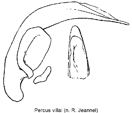 percus_villai.gif